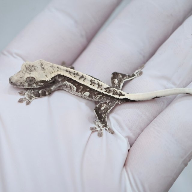 Axanthic