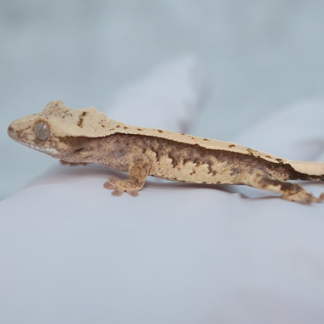 Drippy White Spot 100% Het Axanthic