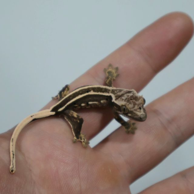 엠티백 블랙