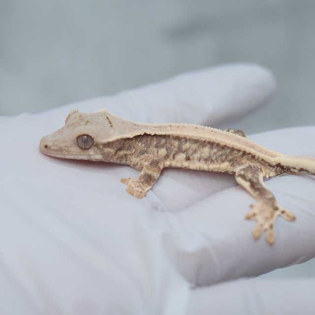 100% Het Axanthic Lilly White
