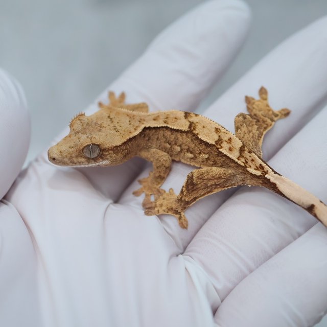 Drippy White Spot 100% Het Axanthic