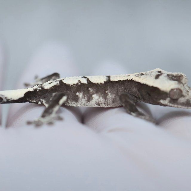 Axanthic