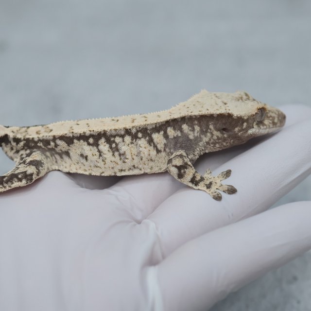100% Het Axanthic Drippy
