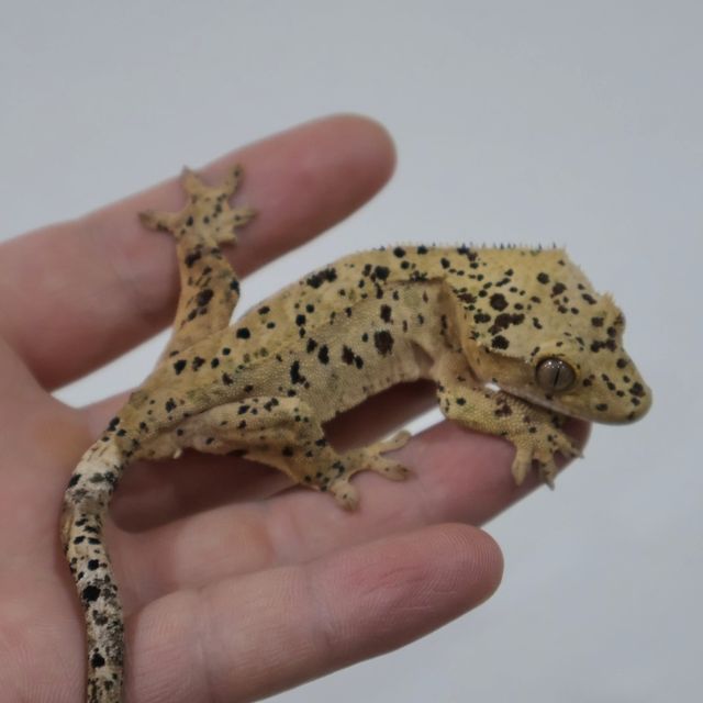 슈퍼달마시안