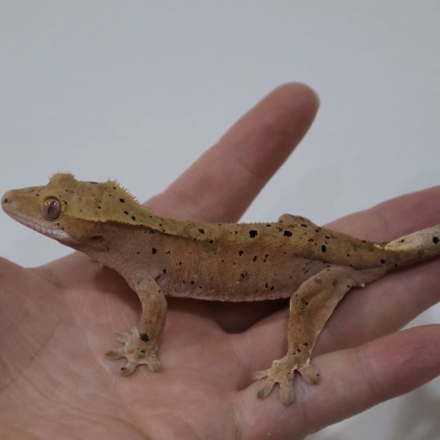 달마시안