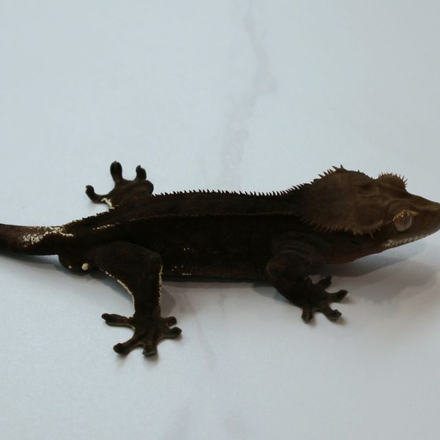블랙 챠콜