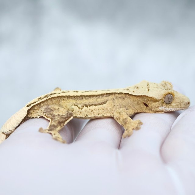 Drippy 100% Het Axanthic