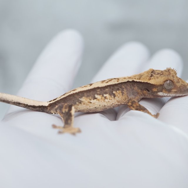 Full Pinstripe Quad 100% Het Axanthic