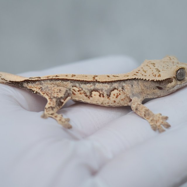 Drippy White Spot 100% Het Axanthic