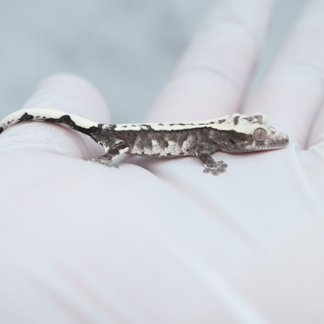 Axanthic