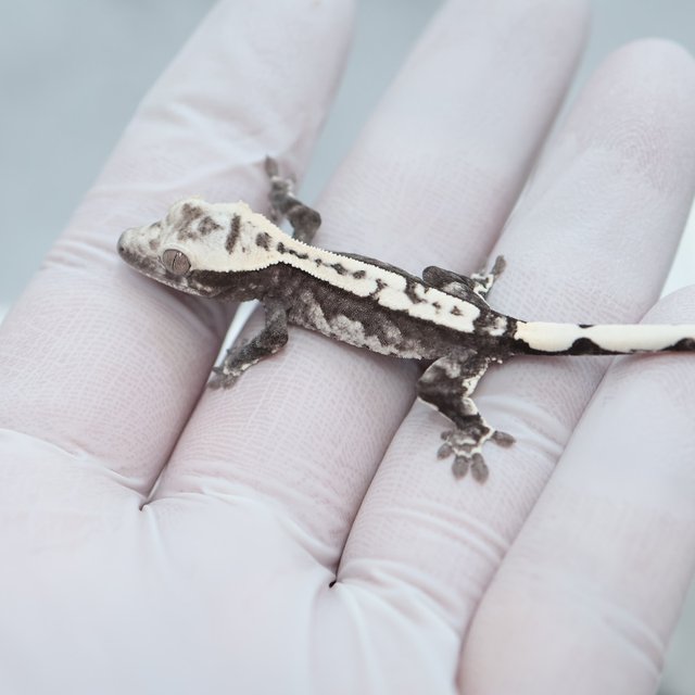 Axanthic