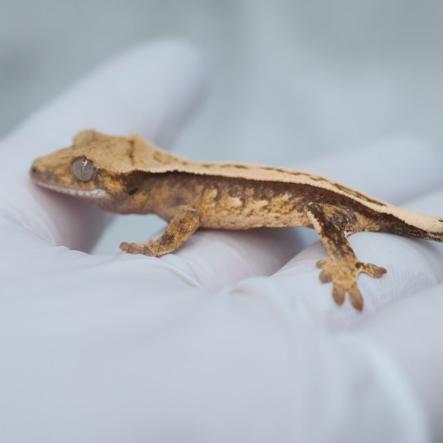 Drippy White Spot 100% Het Axanthic