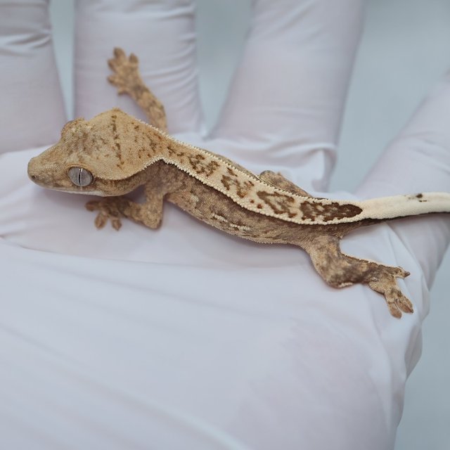 Full Pinstripe Quad 100% Het Axanthic