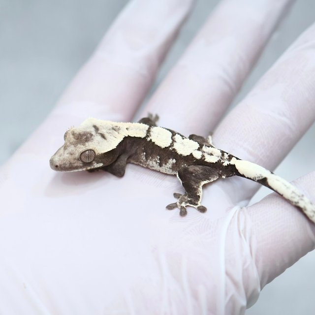 Drippy Axanthic