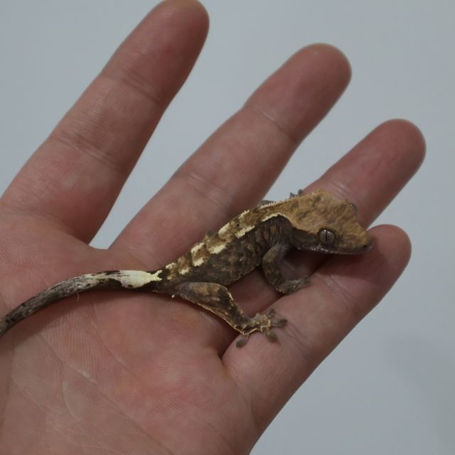 카푸치노 트라이