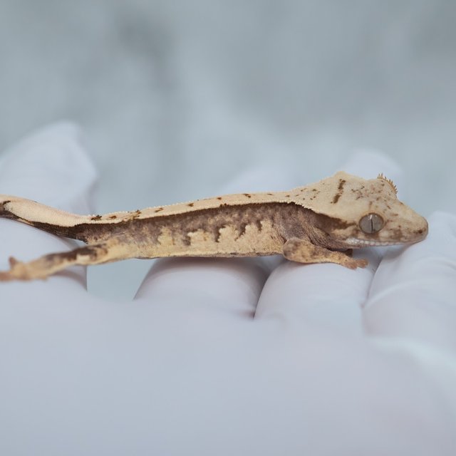 Drippy White Spot 100% Het Axanthic