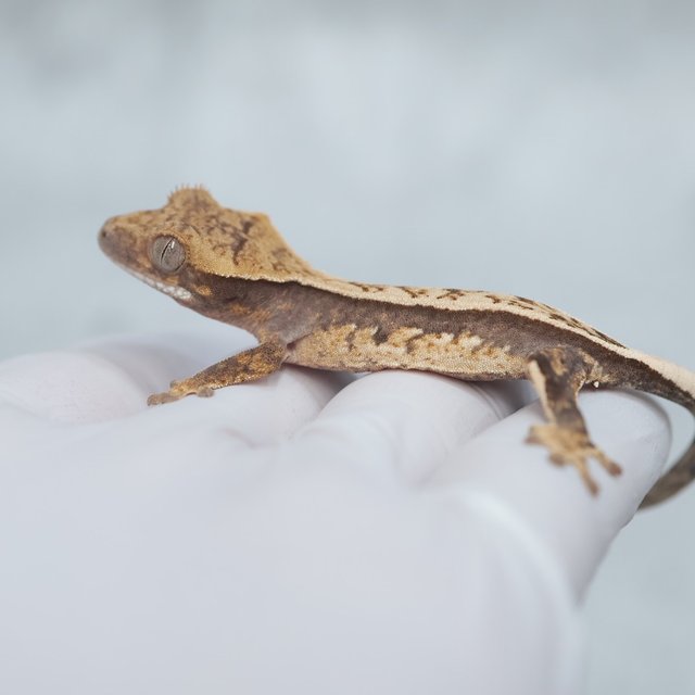 Full Pinstripe Quad 100% Het Axanthic