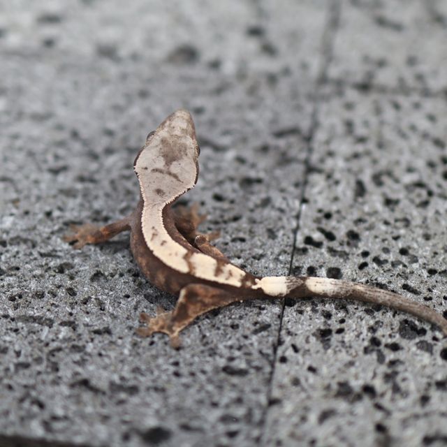 Sable 100% Het Axanthic