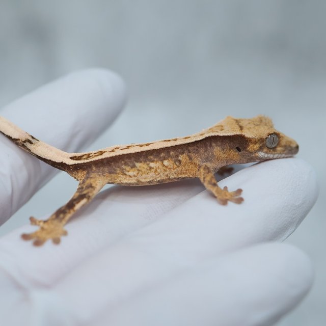 Drippy White Spot 100% Het Axanthic