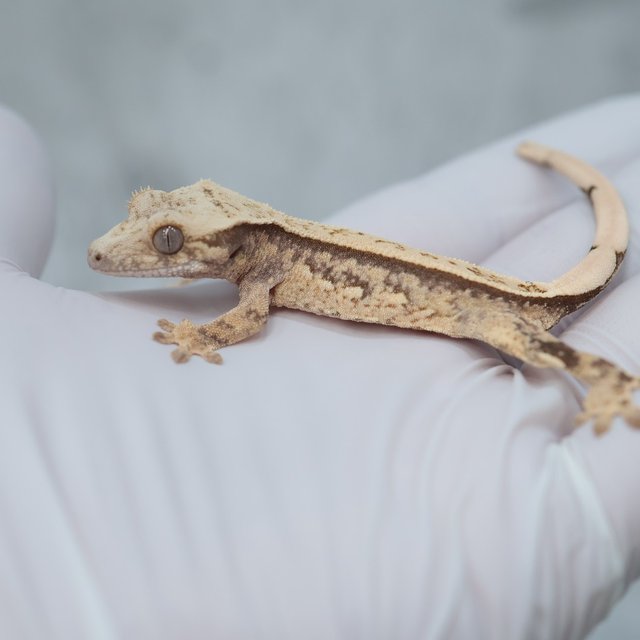 100% Het Axanthic Quad Full Pinstripe