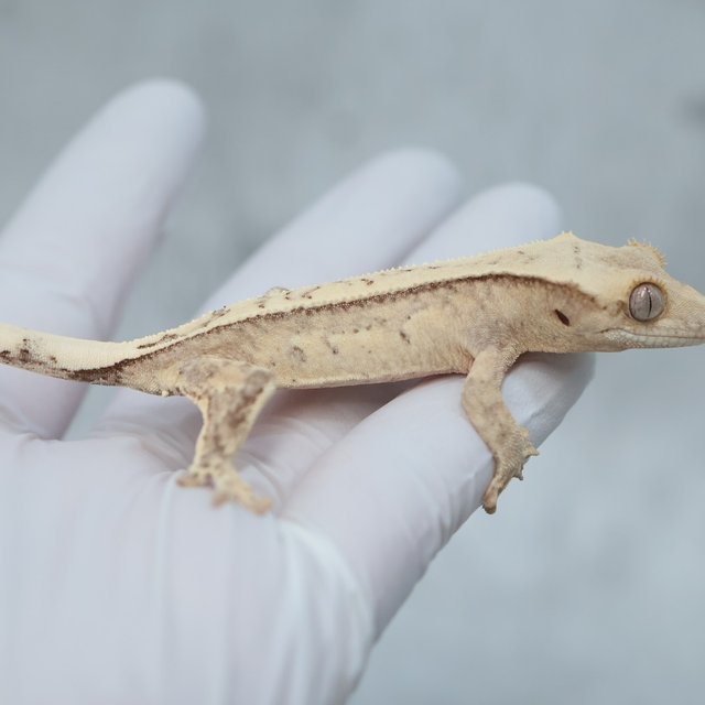 100% Het Axanthic Drippy