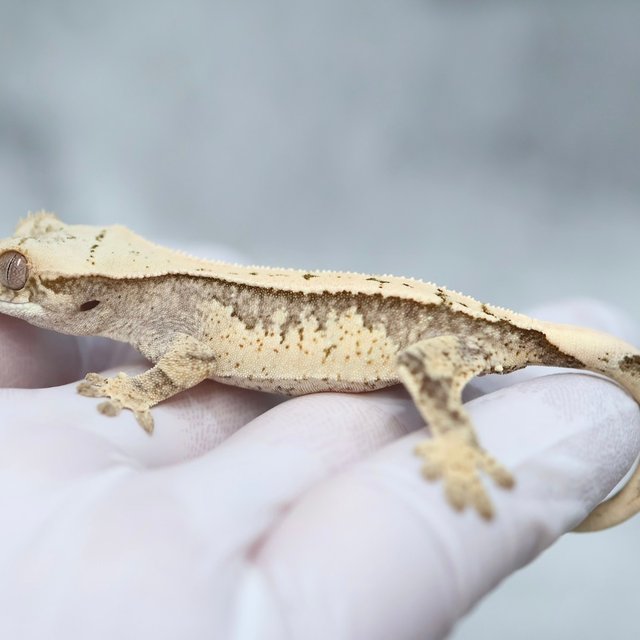 Drippy 100% Het Axanthic
