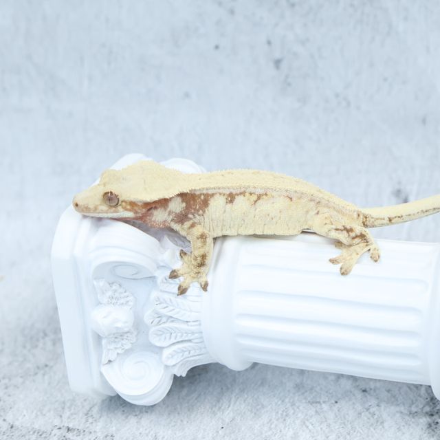 드리피 화이트스팟
