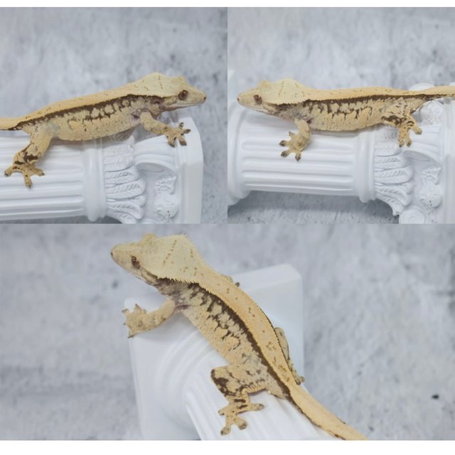 풀핀 드리피 화이트스팟