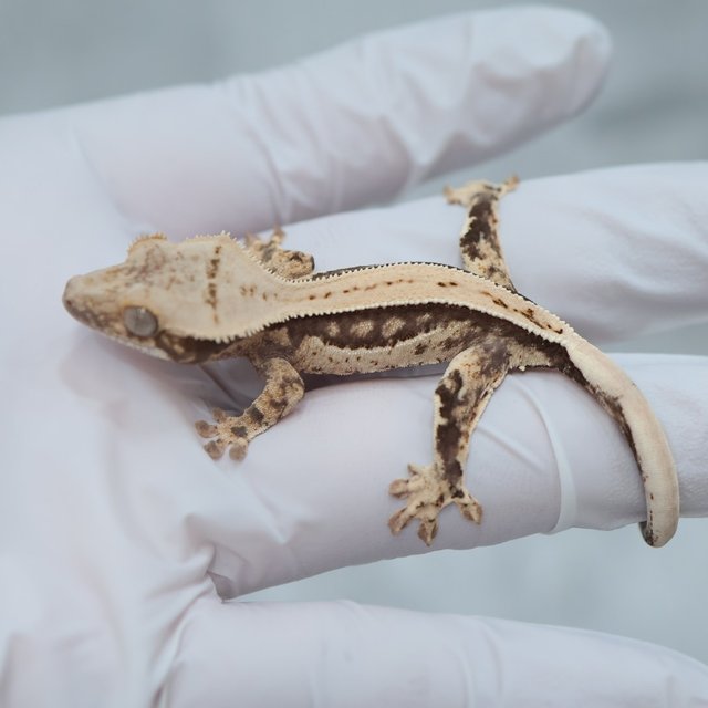Full Pinstripe Quad 100% Het Axanthic