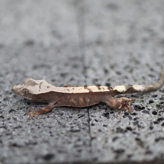 Sable 100% Het Axanthic