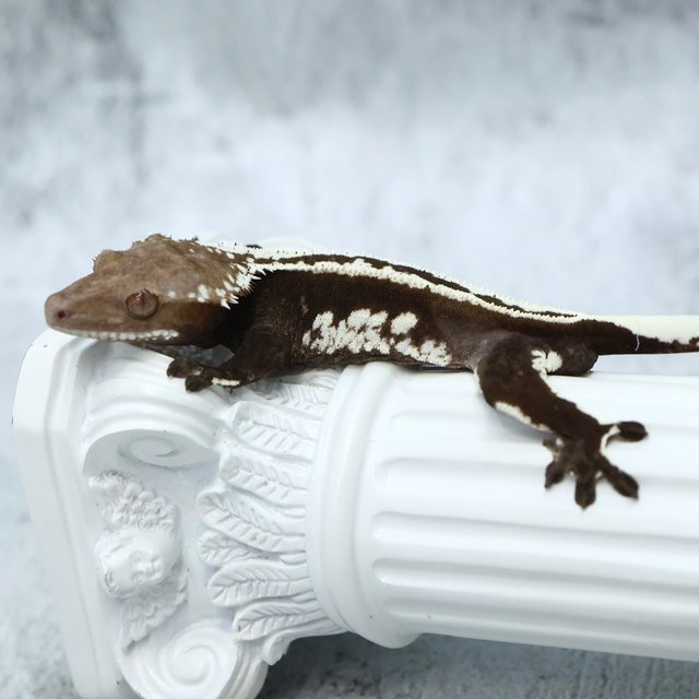 Super Stripe Axanthic