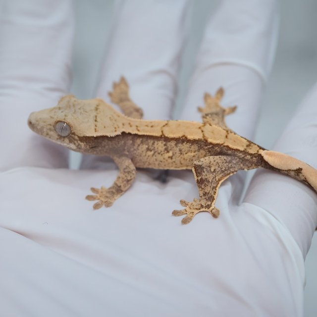 Drippy White Spot 100% Het Axanthic