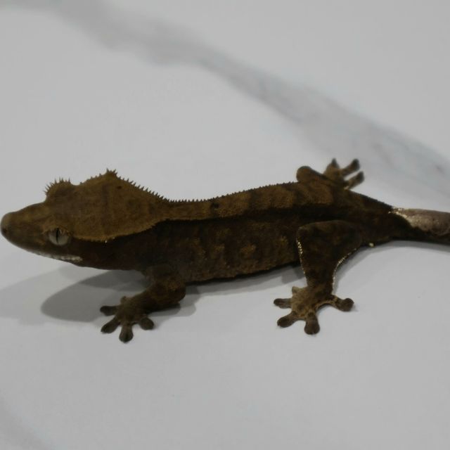 블랙 챠콜
