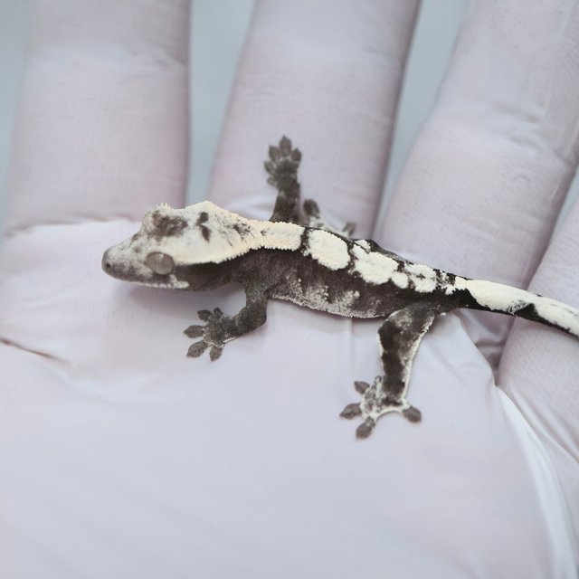 Axanthic
