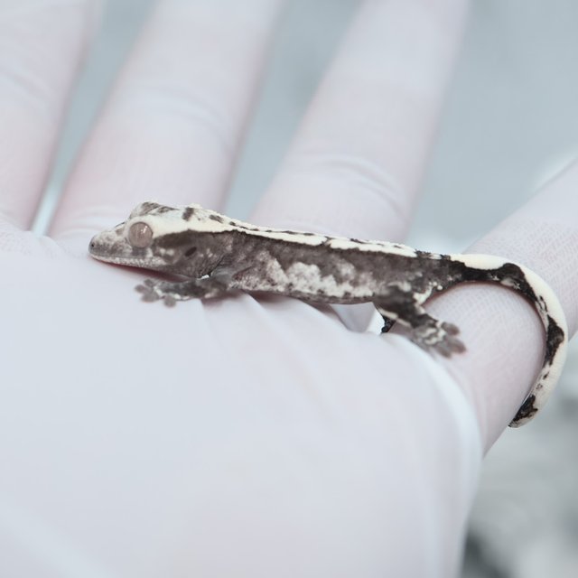 Axanthic