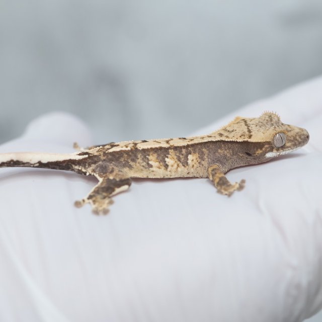 100% Het Axanthic Drippy
