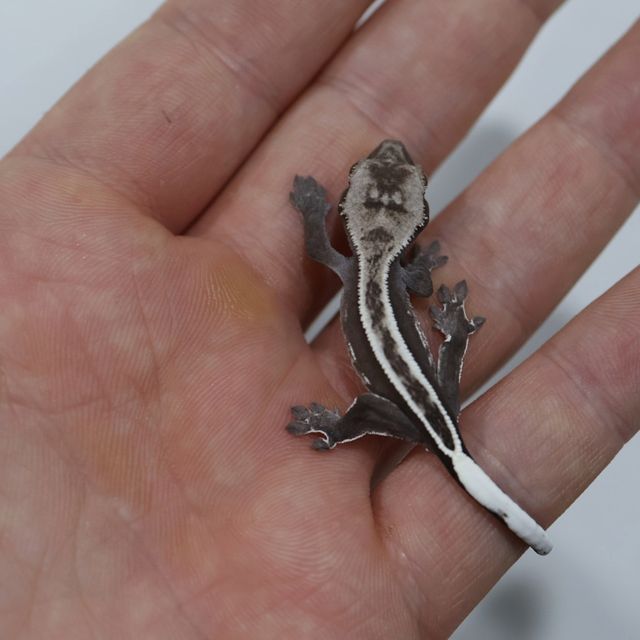 아잔틱