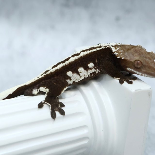 Super Stripe Axanthic