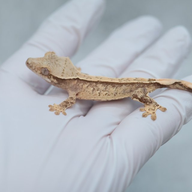 Drippy White Spot 100% Het Axanthic