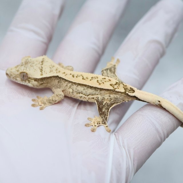 Drippy 100% Het Axanthic