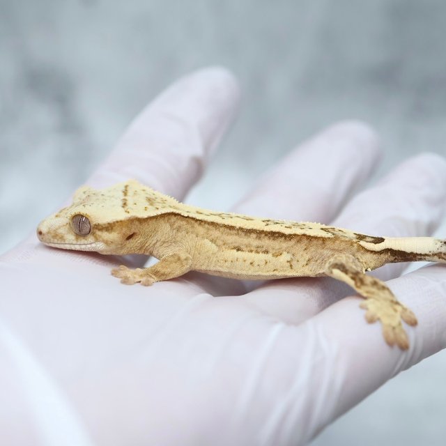 Drippy 100% Het Axanthic
