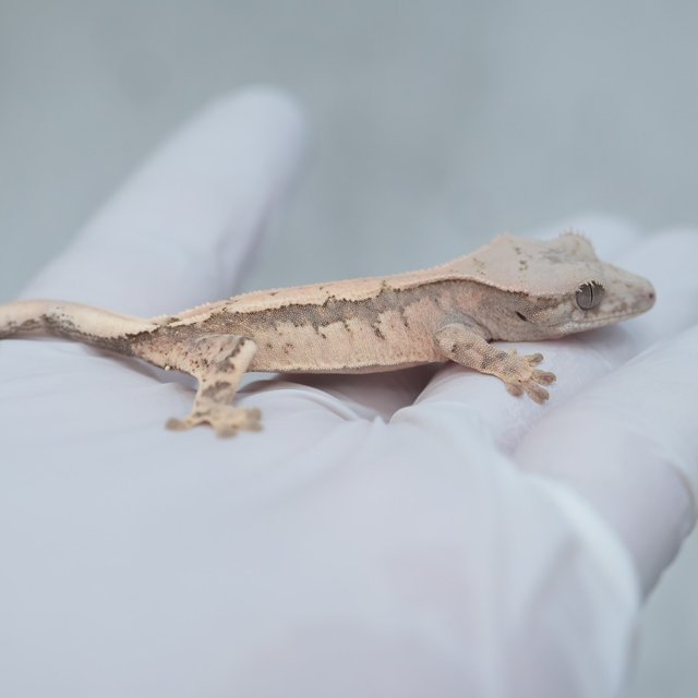 Sable 100% Het Axanthic