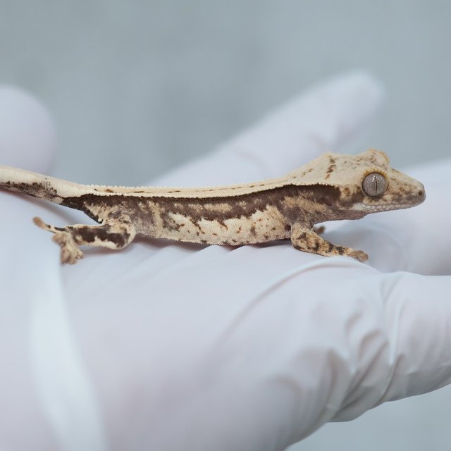 Full Pinstripe Quad 100% Het Axanthic