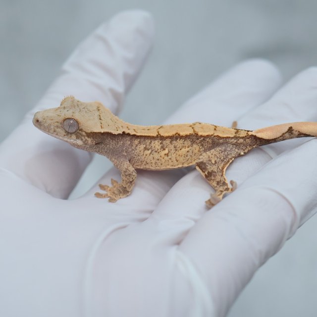 Drippy White Spot 100% Het Axanthic