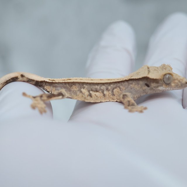 Full Pinstripe Quad 100% Het Axanthic