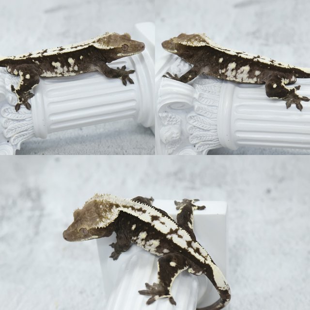 Drippy White Spot Axanthic