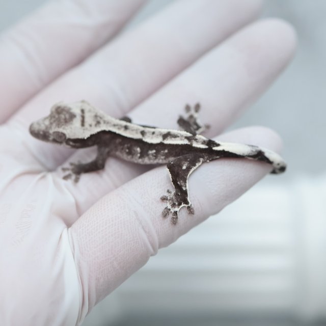 Axanthic