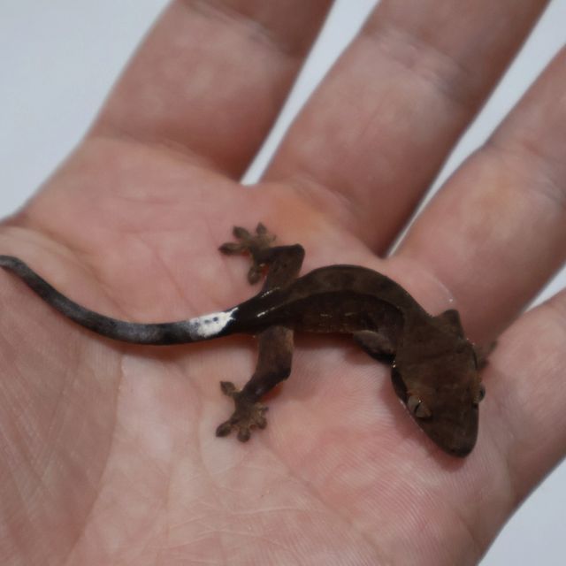 다크 블랙 챠콜