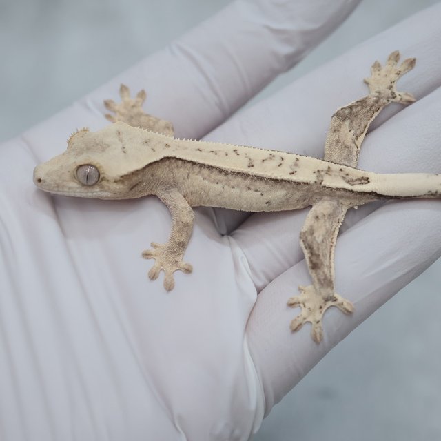 100% Het Axanthic Drippy