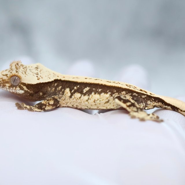 Super Stripe 100% Het Axanthic